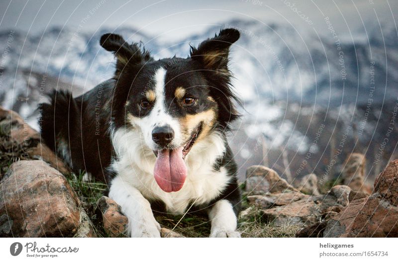border collie in the mountains Mountain Peak Snowcapped peak Animal Pet Dog Animal face 1 Playing Hiking Happiness Adventure Energy Colour photo Exterior shot