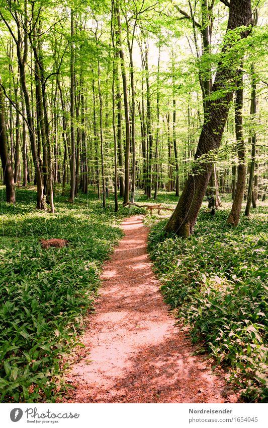 wild garlic Herbs and spices Trip Hiking Nature Landscape Plant Spring Summer Beautiful weather Tree Wild plant Forest Lanes & trails Growth Friendliness