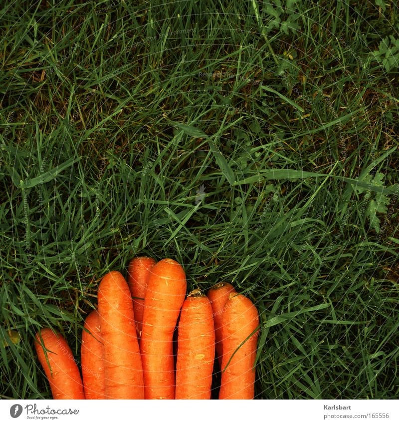 caressing. Food Carrot Nutrition Organic produce Beautiful Healthy Gardening Environment Grass Meadow Natural Diet Orange Colour photo Multicoloured