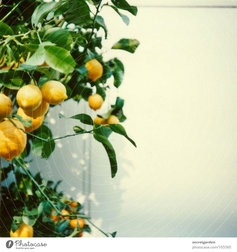 my lemons. Colour photo Exterior shot Detail Lomography Holga Deserted Copy Space right Copy Space top Copy Space bottom Neutral Background Dawn Day Light