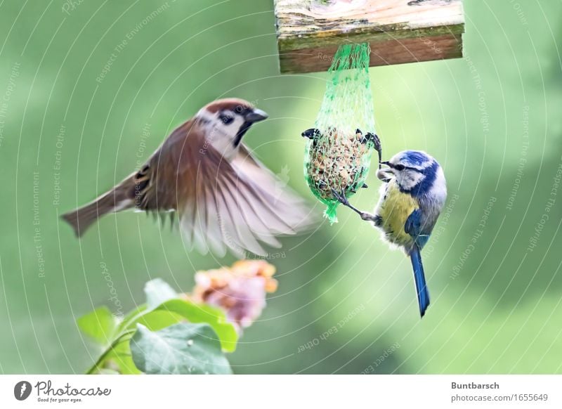 Meeting point feeding place Environment Nature Animal Wild animal Bird Wing Passerine bird Sparrow Songbirds Tit mouse Feather 2 Feed Birdhouse Movement Flying