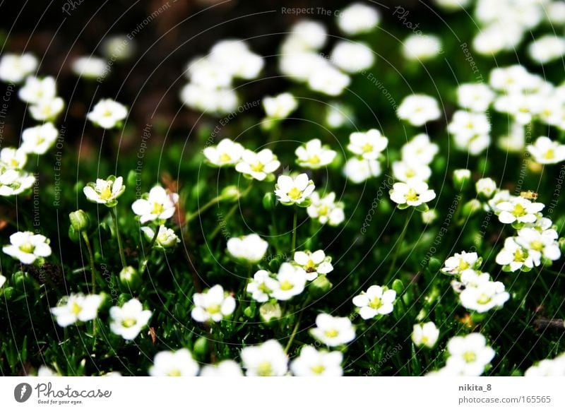 foil Colour photo Exterior shot Close-up Sunlight Nature Plant Spring Beautiful weather Flower Blossom Meadow Blossoming Fragrance Yellow Green White