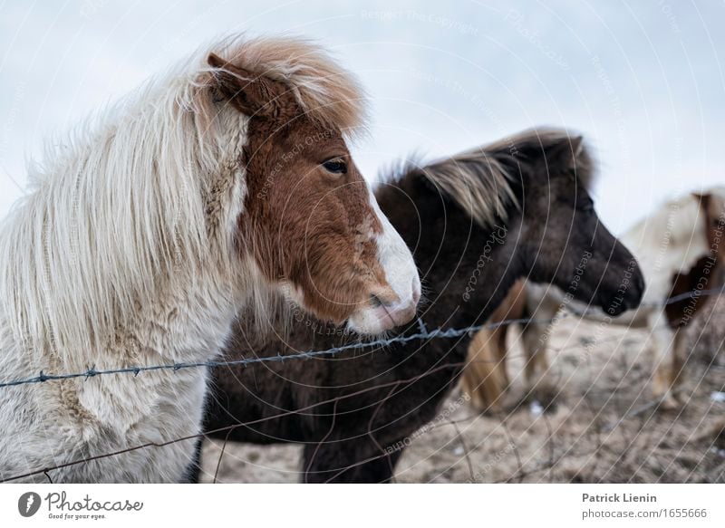 Icelandic horses Beautiful Life Vacation & Travel Environment Nature Landscape Animal Elements Earth Weather Beautiful weather Meadow Farm animal Horse