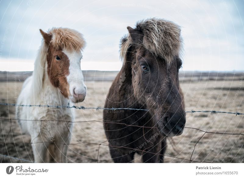 Iceland Ponies Beautiful Life Contentment Senses Relaxation Calm Vacation & Travel Environment Nature Landscape Animal Earth Horizon Climate Beautiful weather