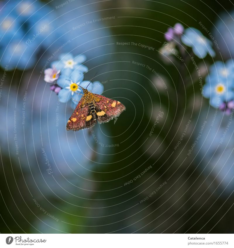 Day active moth sitting on a forget-me-not flower II Nature Summer Plant Flower Blossom Forget-me-not Garden Animal Wild animal Butterfly moths Insect 1