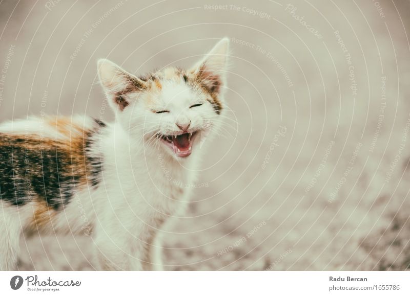 Cute Cat Meowing With A Funny Laughing Face Environment Nature Animal Pet Wild animal Animal face 1 Baby animal Smiling Laughter Looking Scream Friendliness