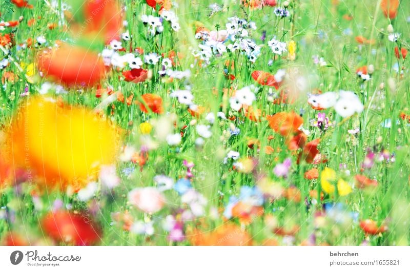 moin moin moin mo(h)ntag! Nature Plant Spring Summer Beautiful weather Flower Grass Leaf Blossom Wild plant Poppy Garden Park Meadow Blossoming Fragrance Faded