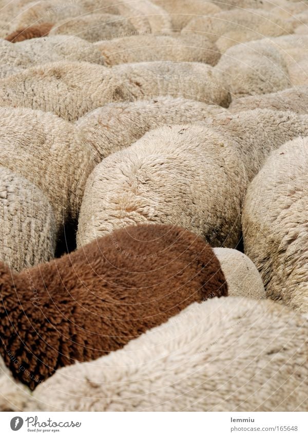 Sheep, back to back Colour photo Subdued colour Exterior shot Deserted Day Central perspective Animal portrait Full-length Downward Nature Farm animal Pelt