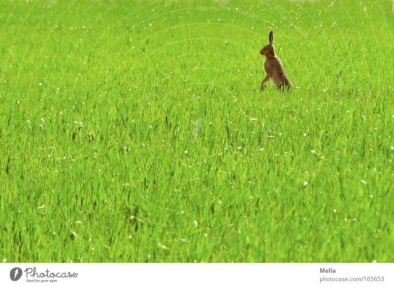 Rabbits in the lawn! Environment Nature Plant Animal Spring Agricultural crop Grain field Field Wild animal Pelt Hare & Rabbit & Bunny 1 Observe Looking Stand