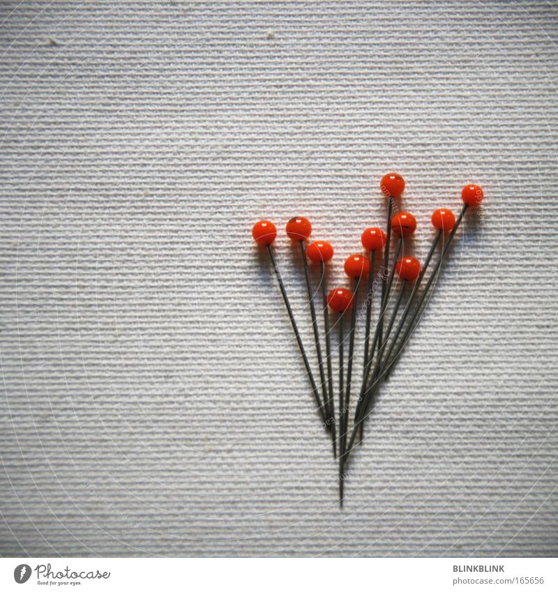bouquet of needles Colour photo Detail Copy Space left Copy Space top Neutral Background Day Bird's-eye view Lifestyle Design Leisure and hobbies Handcrafts