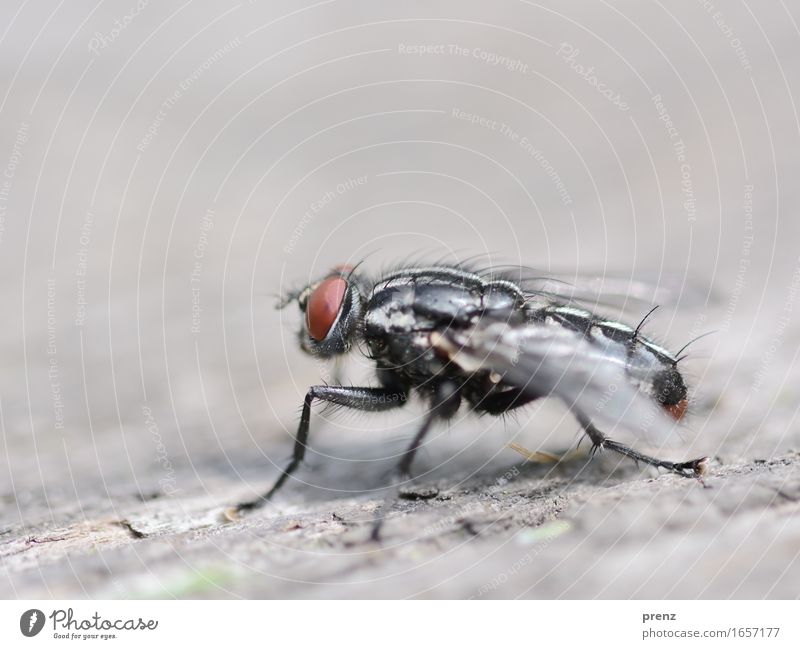Fly on wood Environment Nature Animal Spring Summer Wild animal 1 Sit Gray Insect Compound eye Wood Colour photo Exterior shot Close-up Macro (Extreme close-up)