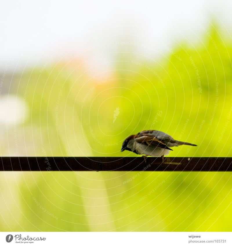 afraid of heights Colour photo Exterior shot Deserted Copy Space top Copy Space bottom Day Shallow depth of field Animal portrait Downward Wild animal Bird Wing