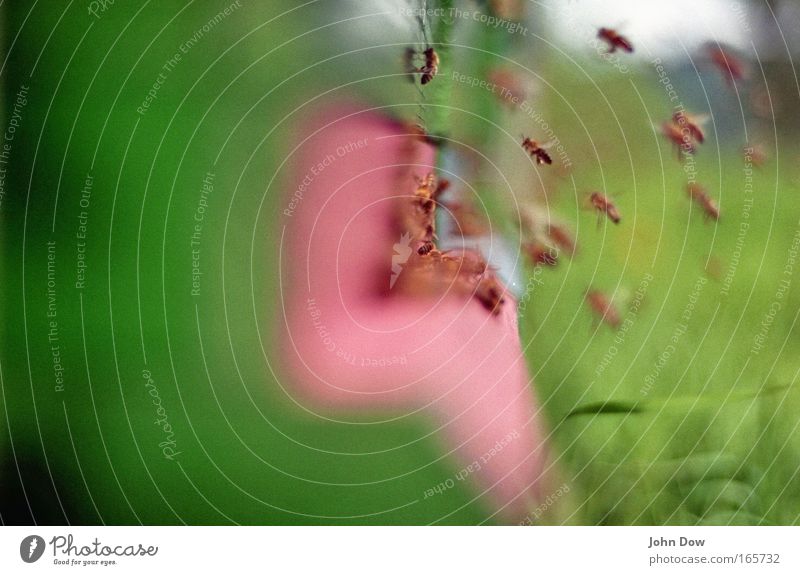 Bees! Immen! Sumeriche! Colour photo Exterior shot Motion blur Nature Spring Summer Grass Honey bee Flock Wood Work and employment Flying Green Pink Movement