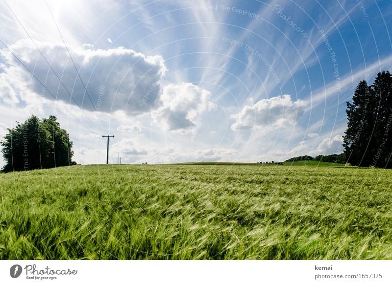 AST9 | The field by the wayside Environment Nature Landscape Plant Sky Clouds Sunlight Summer Beautiful weather Warmth Agricultural crop Barleyfield Cornfield