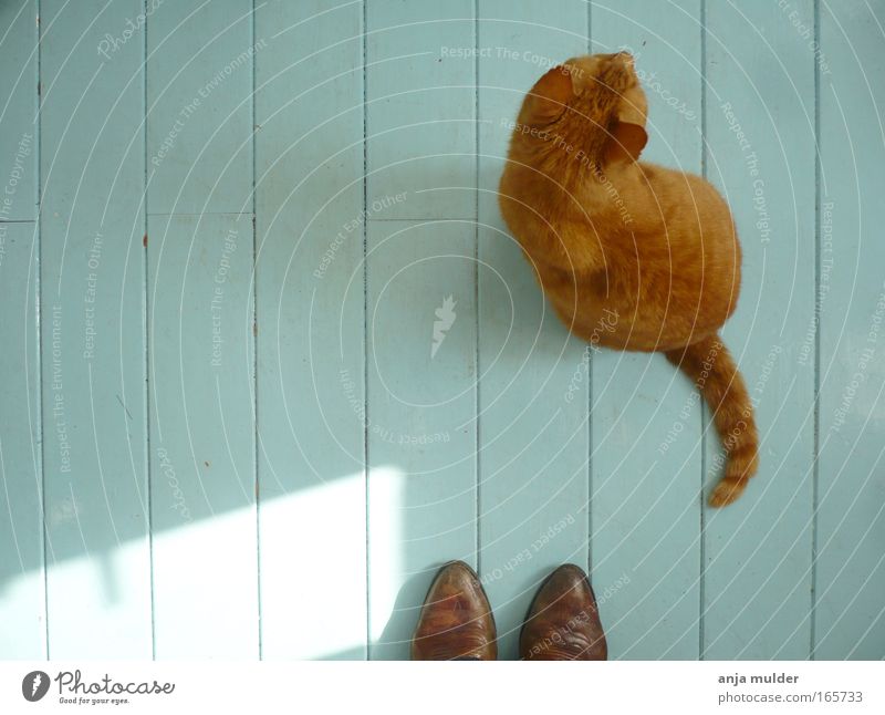 cat Colour photo Morning Day Shadow Contrast Silhouette Sunlight Bird's-eye view Animal portrait Downward Footwear Boots Pet Cat 1 Wood Stripe Observe Together
