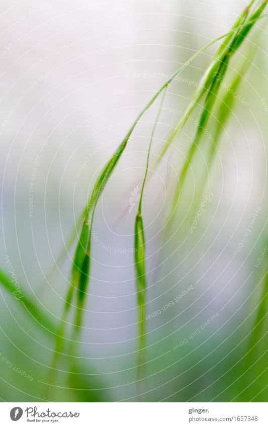AST 9 | Lauterbacher grasses Nature Plant Weather Grass Green Gray-blue Seed lensbaby Narrow Smooth Fresh Full Hang Stalk Growing wild Multiple Roadside Point