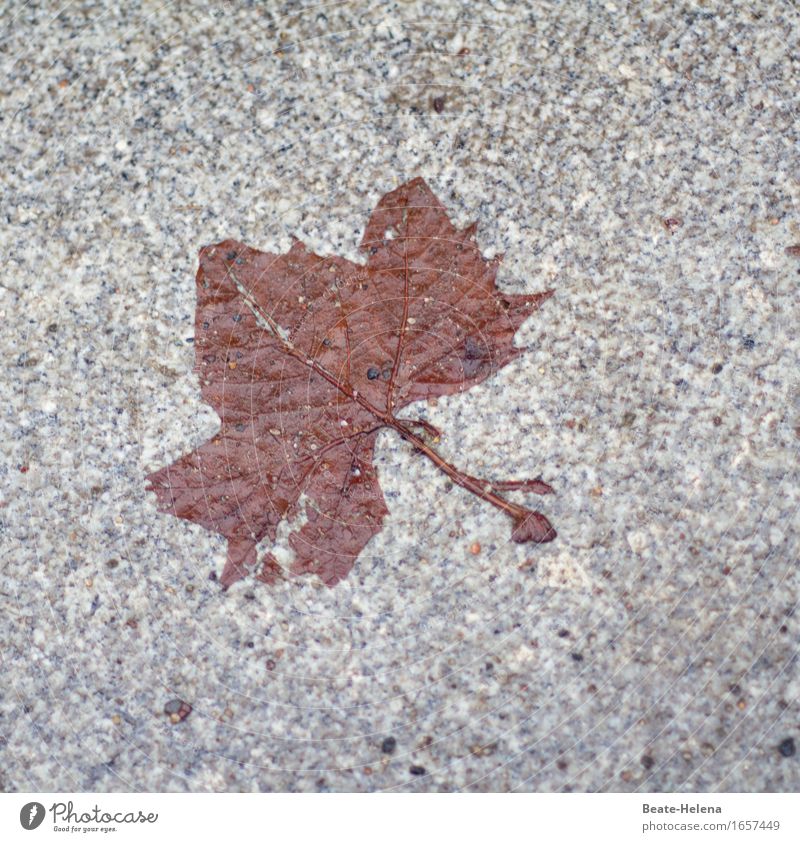 autumn art Nature Autumn Tree Leaf Park Stone Old Movement To hold on To dry up Esthetic Threat Thin Sharp-edged Brown Gray Emotions Variable