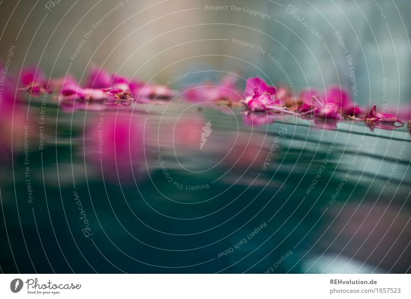 AST 9 | Flower magic Environment Nature Plant Blossom Blossoming Lie Wet Beautiful Blue Pink Relaxation Moody Colour photo Exterior shot Day Reflection Blur