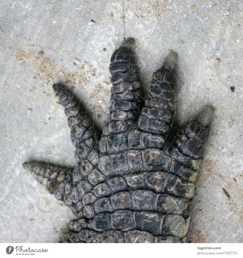 HIGH FIVE JETZ', NE?! Crocodile Hand high five Handshake Smash give sb. a high five Alligator Leather croc Paw Animal Reptiles Trust Copy Space top