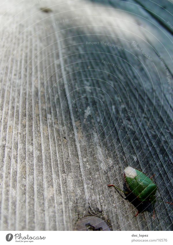 the_small_bug Bug Green Wood Wooden floor Insect Crawl quick little guy Detail Perspective far down Shield bug