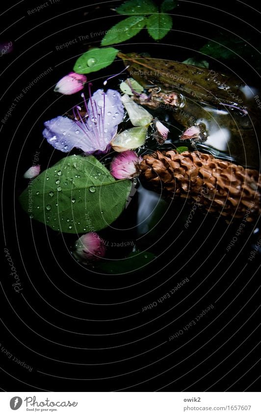 Floating Environment Nature Plant Water Drops of water Spring Leaf Blossom Wild plant Exotic Cone Swimming & Bathing Dark Together Wet Moody Patient Calm Serene