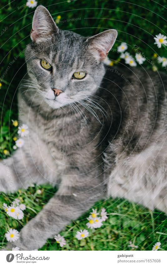 Fluffy, Mr. Fluffy. Nature Spring Summer Flower Daisy Meadow Animal Pet Cat 1 Lie Cuddly Natural Soft Gray Green Happy Contentment Joie de vivre (Vitality)
