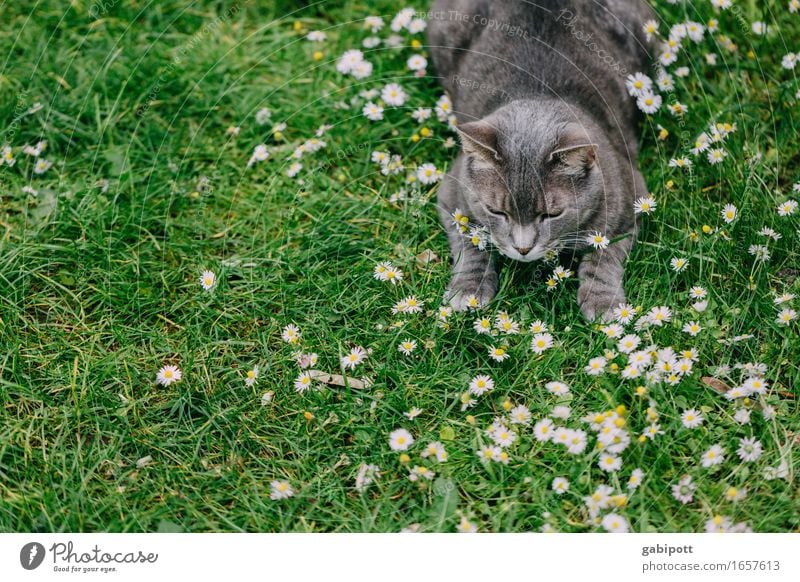 Cat in Happiness Nature Spring Summer Beautiful weather Plant Flower Daisy Meadow Animal Pet 1 Breathe Blossoming Relaxation Lie Natural Cute Positive Gray