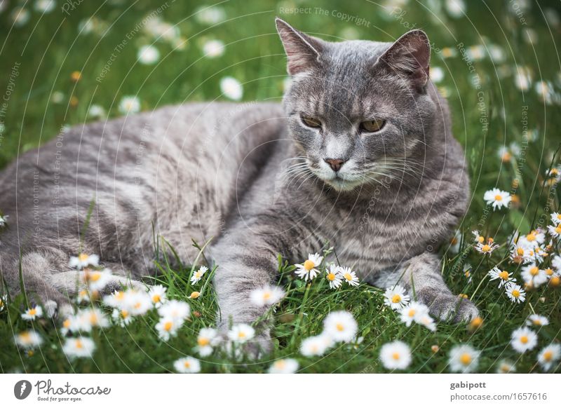 Holidays with hangover Nature Beautiful weather Plant Blossom Daisy Meadow Grass meadow Animal Cat Fragrance Relaxation Lie Fresh Cuddly Green Happy