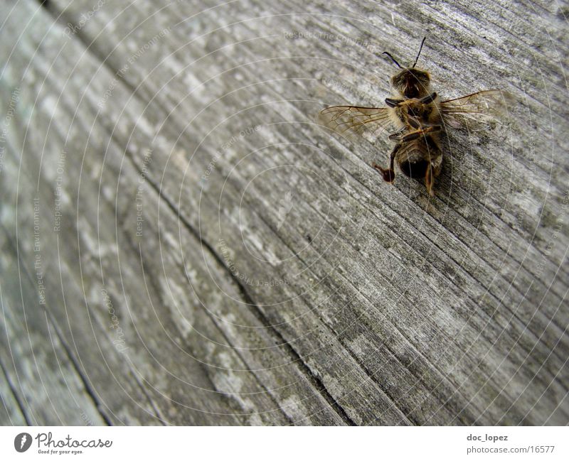 the_small_maja Bee Maja Wood Wooden floor Insect Death Detail Perspective far down