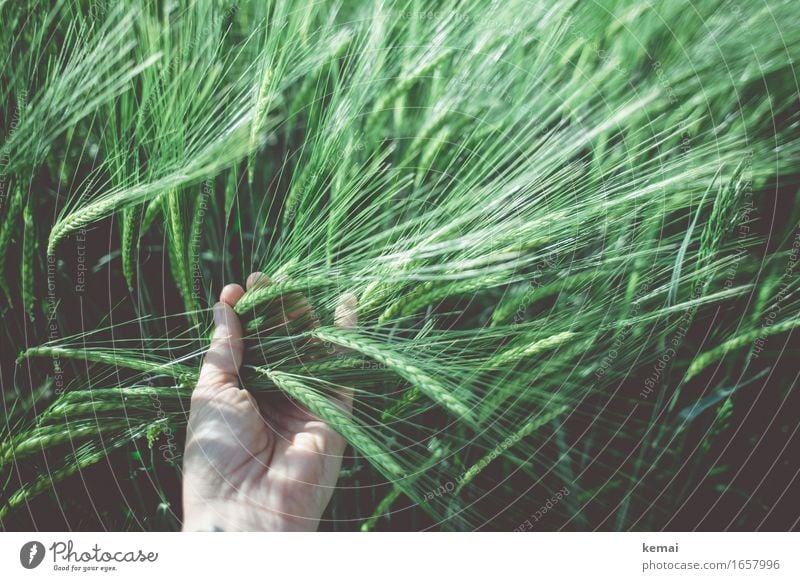 AST9 | Feels good to the touch Human being Life Hand 1 Environment Nature Plant Sunlight Summer Beautiful weather Agricultural crop Barley Barleyfield Cornfield
