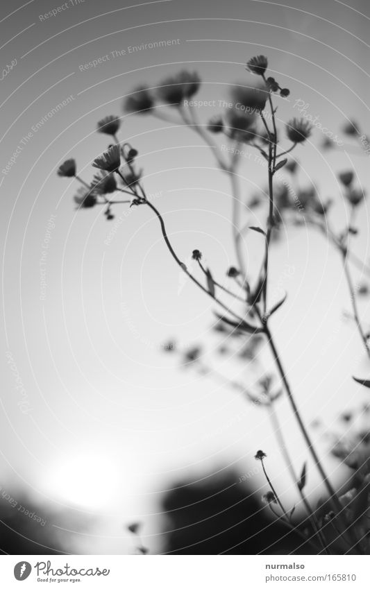 tenderness Black & white photo Deserted Dawn Blur Camomile blossom Illustration Nature Plant Animal Wild plant Chamomile Meadow Field Curbside Beetle Spider
