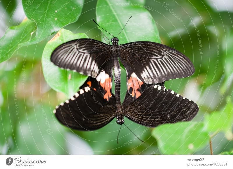 double decker Animal Butterfly Zoo 2 Gray Green Red Black Close-up Pair of animals In pairs Colour photo Subdued colour Interior shot Deserted Copy Space left