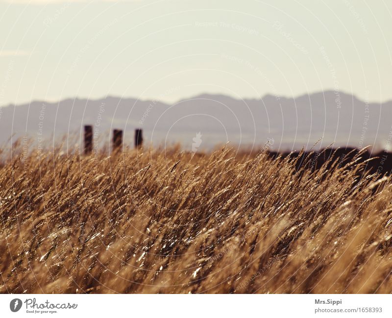 wind Freedom Sun Island Environment Nature Landscape Air Autumn Beautiful weather Grain Field Breathe Observe Movement Dream Brown Moody Happy Contentment Power