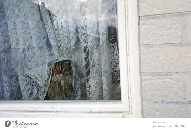 What's going on? Animal Pet Cat Animal face Pelt 1 Brash Soft Wall (building) Window Window pane Curtain Domestic cat Mammal Maine Coon Colour photo