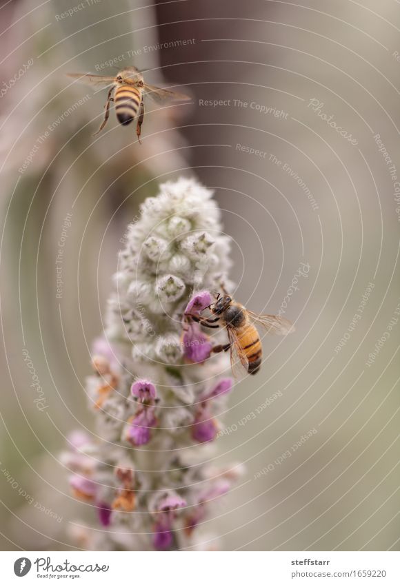 Honeybee, Hylaeus, gathers pollen Food Healthy Nature Plant Animal Flower Garden Farm animal Bee 2 Brown Yellow Gold Green Violet Pink Colour photo