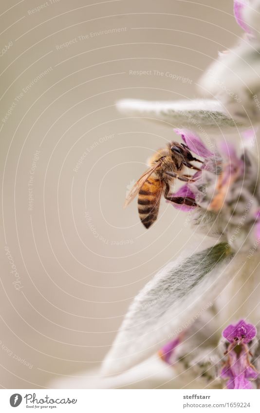 Honeybee, Hylaeus, gathers pollen Healthy Environment Nature Plant Animal Flower Leaf Blossom Garden Farm animal Bee 1 Brown Yellow Gold Green Violet Pink