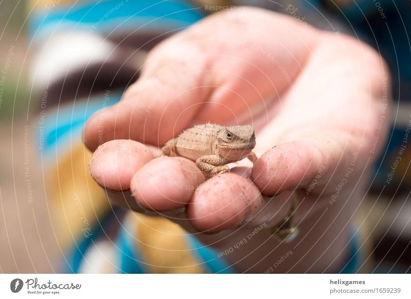 a lizard in the hand Nature Animal Wild animal Lizard Lizards 1 Near Warmth Colour photo Close-up Shallow depth of field