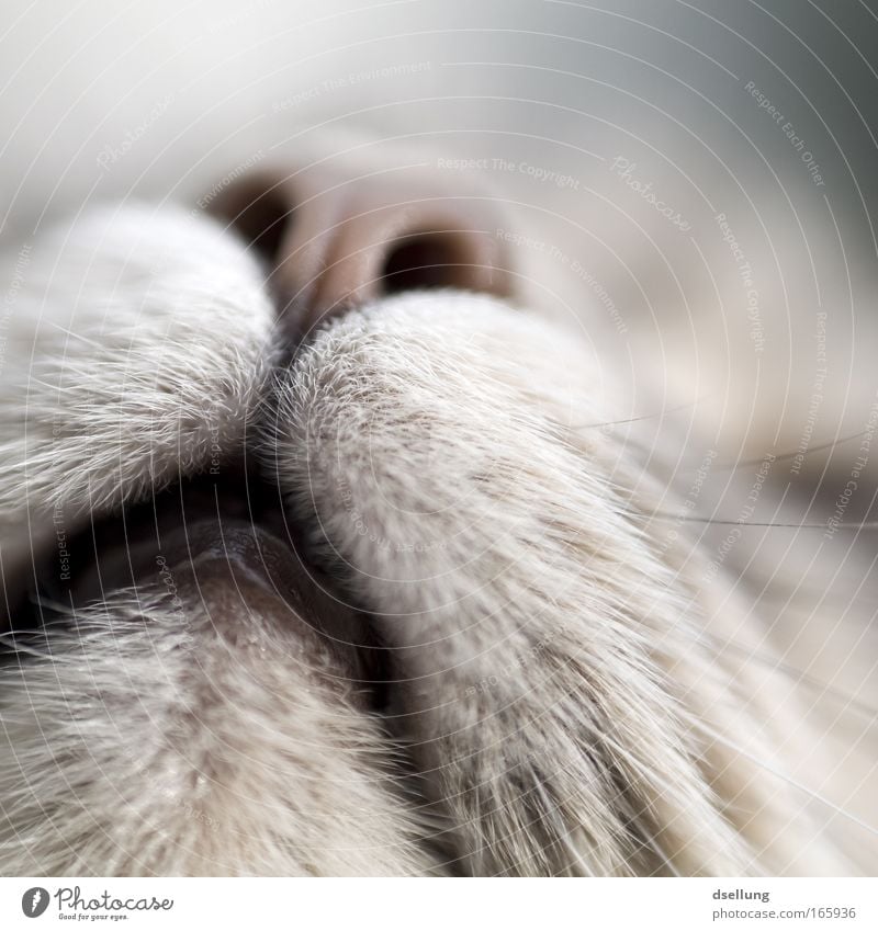 Muzzle of a cat - close-up Colour photo Exterior shot Detail Deserted Day Shallow depth of field Worm's-eye view Upward Animal Pet Cat Animal face Observe