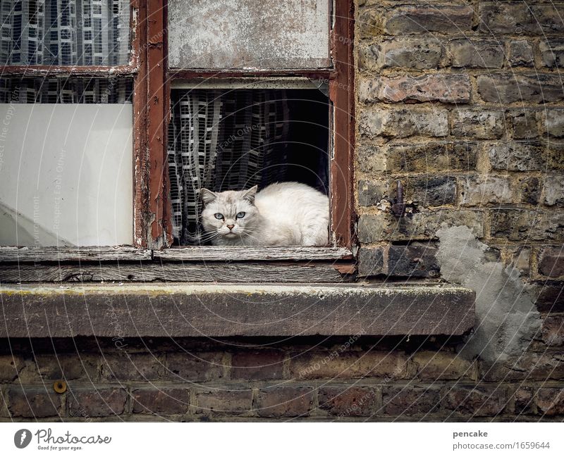 . Old town Wall (barrier) Wall (building) Window Animal Pet Cat 1 Authentic Protection Frustration Pride Decline Observe White-haired Redevelop Ruin Drape