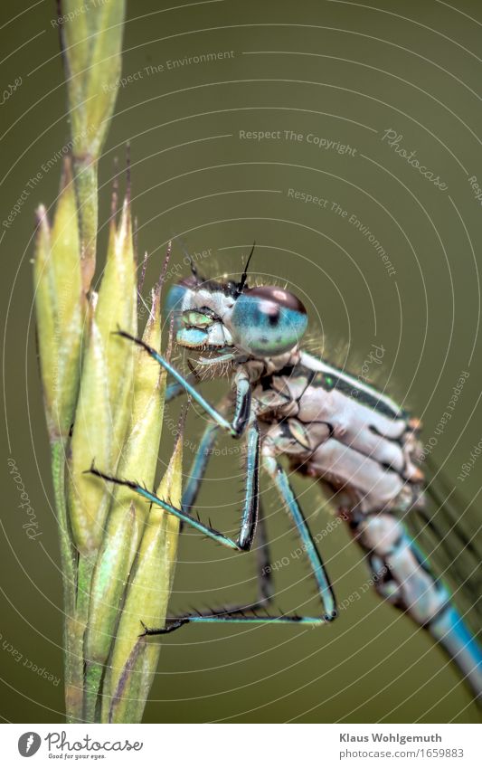 "Maid, I like her." Environment Nature Animal Spring Summer Grass Meadow Lakeside River bank Bog Marsh Animal face Dragonfly Damselfly 1 Observe Looking Sit