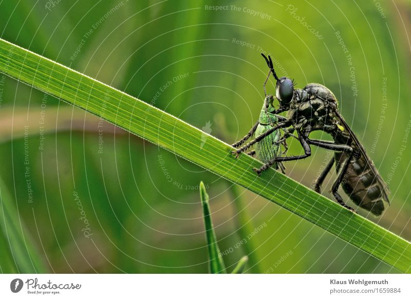 MORD in front of running camera Environment Nature Animal Spring Summer Grass Foliage plant Garden Park Meadow Forest Fly Beetle robber fly 2 Catch To feed