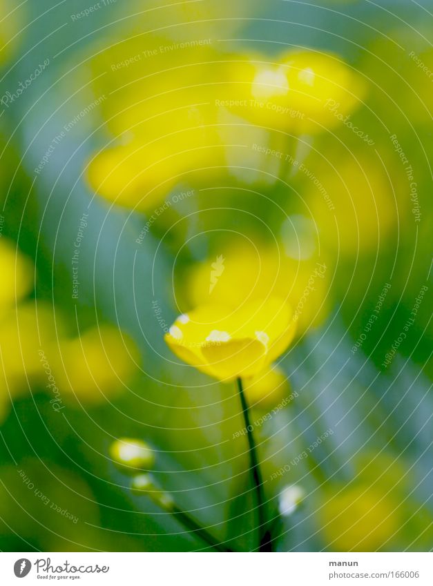 bluring wildflowers Colour photo Exterior shot Close-up Experimental Abstract Pattern Structures and shapes Copy Space left Copy Space right Copy Space top