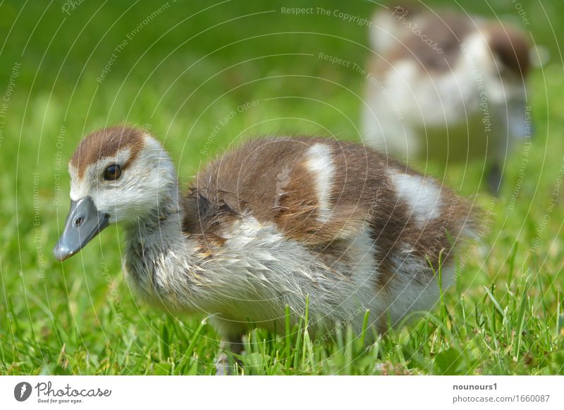high Landscape Plant Animal Beautiful weather Grass Wild animal Nile Goose Nile geese nilgan chicks Chick 2 Baby animal Running Movement Discover To feed Going
