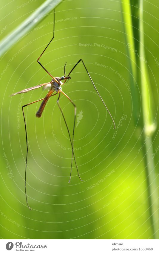 I'll let you down! Animal Beautiful weather Grass Blade of grass Meadow Crane fly Legs Hang Athletic Thin Disgust Elegant Bright Small Green Cool (slang) Power