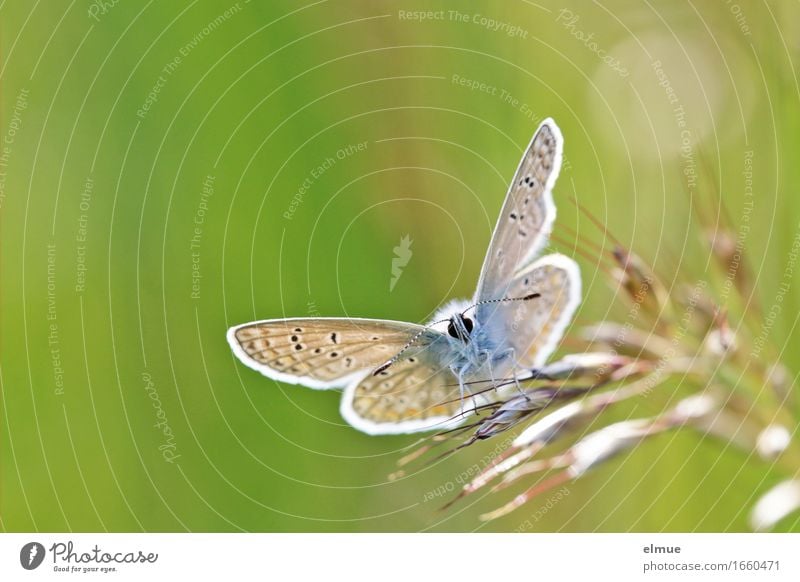 Permission to take off granted! Grass Meadow Butterfly Wing butterflies Polyommatinae Feeler Compound eye Pattern Clearance for take-off Airplane Observe Wait