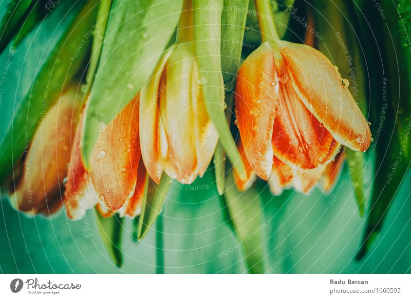 Top View Of Fresh Wet Tulips On Table Environment Nature Plant Drops of water Spring Flower Leaf Blossom Garden Blossoming Beautiful Above Clean Multicoloured