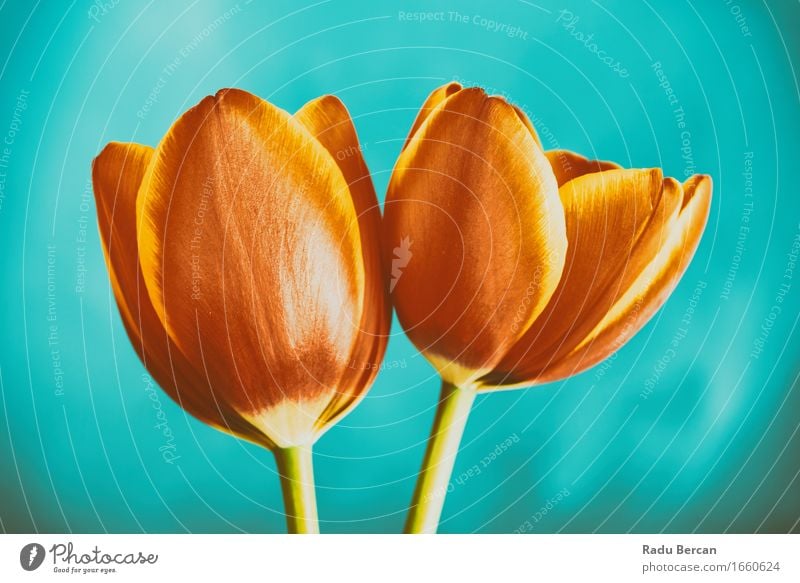 Red And Orange Tulips Flowers Nature Plant Spring Blossom Blossoming To enjoy Love Simple Happiness Beautiful Retro Blue Turquoise Emotions Spring fever