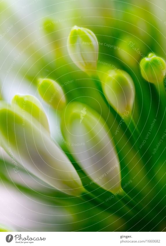 AST 9 | Symphony in Green and White Nature Plant Spring Flower Blossom Blur lensbaby Bud Small Near Many Upward Blossoming Mixed Delicate Soft Colour photo