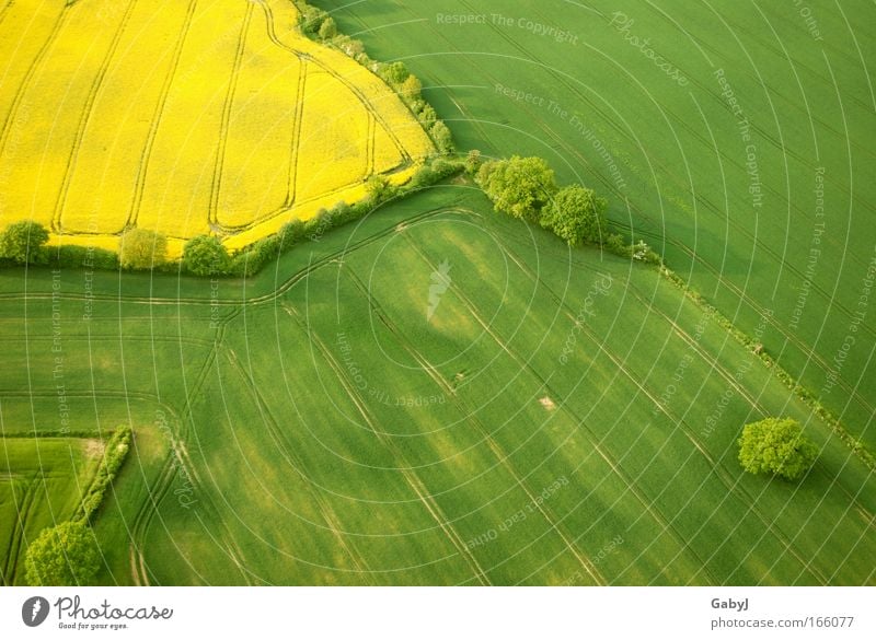 rapeseed patches Colour photo Aerial photograph Pattern Deserted Copy Space right Copy Space bottom Day Sunlight Bird's-eye view Environment Landscape Plant