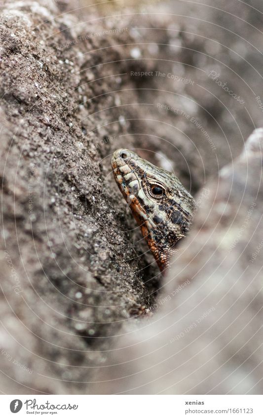Head of a wall lizard between stones Reptiles scaled lizard Wall lizard Animal portrait Wall (barrier) Rock Mountain Stone Observe Looking Curiosity Brown Gray